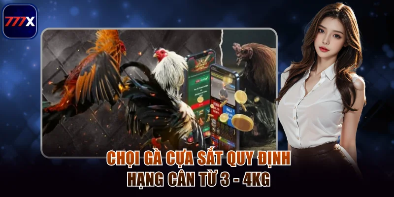 Chọi gà cựa sắt quy định hạng cân từ 3 - 4kg 