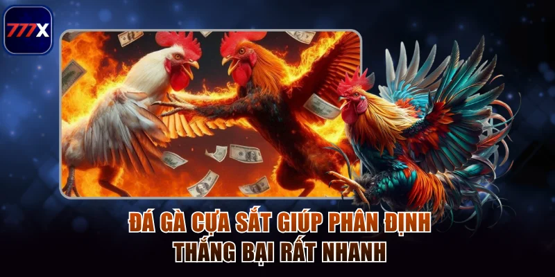 Đá gà cựa sắt giúp phân định thắng bại rất nhanh