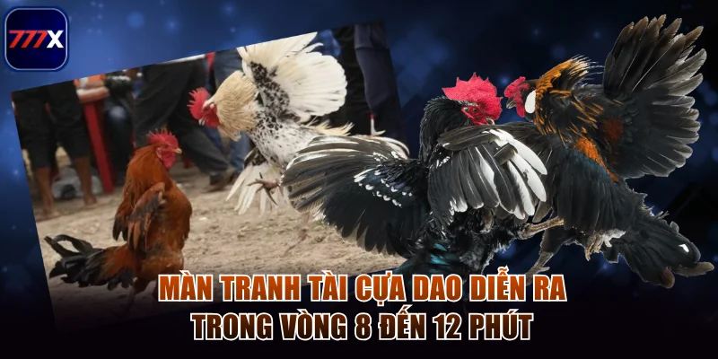 Màn tranh tài cựa dao diễn ra trong vòng 8 đến 12 phút