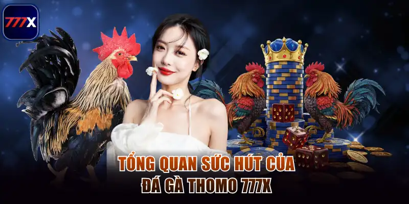 Đá Gà Thomo - Bùng Nổ Cảm Xúc Cá Cược Trực Tuyến Tại 777x 2 Tổng quan sức hút của đá gà Thomo 777x